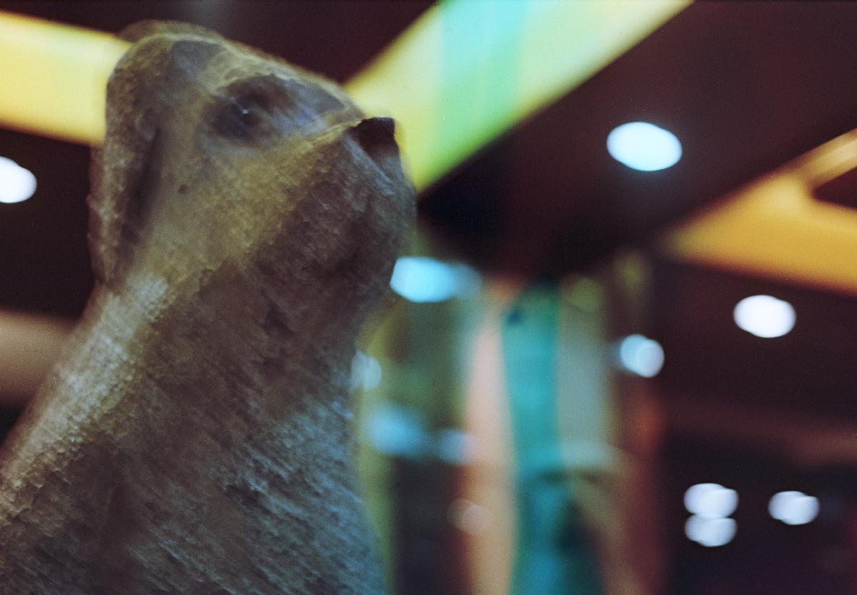 Evil Dog Statue