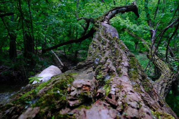 Tree Fall