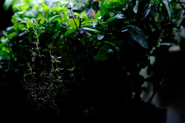 Underbrush